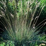 Blue Oat Grass