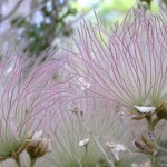 Apache Plume