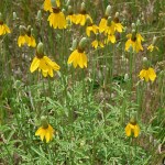 prairie coneflower