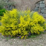 spanish gold broom