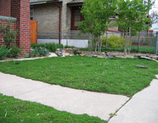 thyme lawn