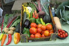 urban garden produce
