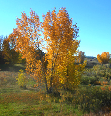 Cottonwood Fall Color
