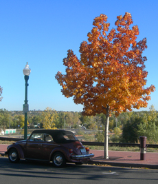Oak Fall Color