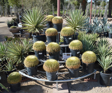 agave, yucca, and cacti