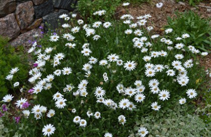 Osteospermum-Avalanche White Sun Daisy