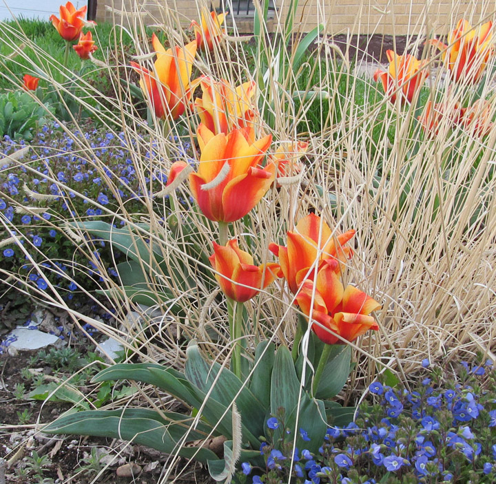tulips-may-2013