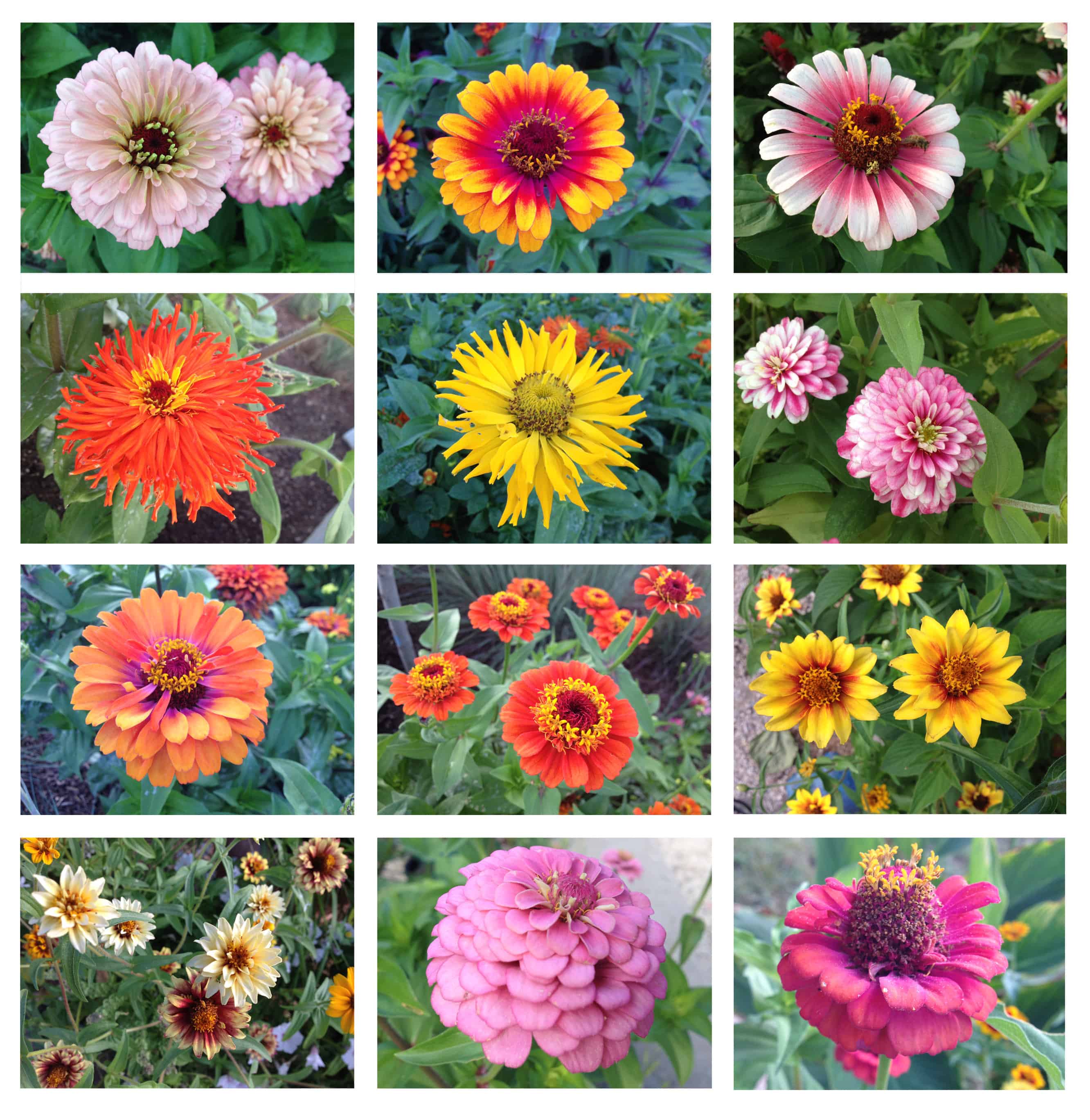 Zinnia Varieties Queen Lime Mix Zinnia Seeds Great Zinnia Variety For Zinnia Varieties Queen Lime Mix Zinnia Seeds Great Zinnia Variety For