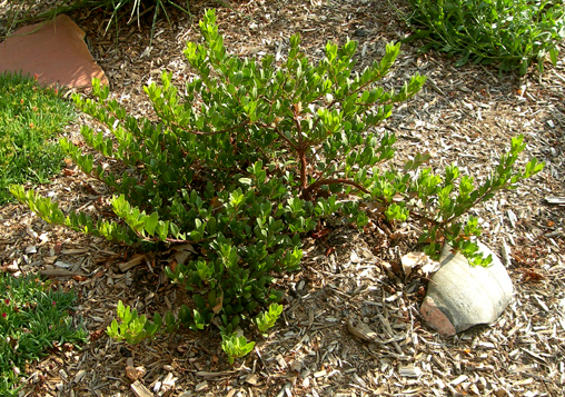 Panchito Manzanita Arctostaphylos x coloradoensis