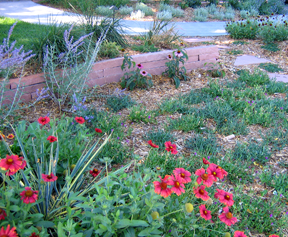 low water use xeriscape