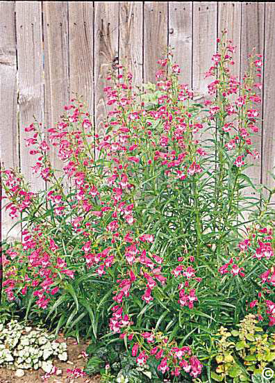 Red Rocks Penstemon Penstemon - Lot-Lines