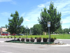 A Low Water-Use Xeriscape Parking Lot Island