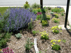 Dry Xeriscape Garden