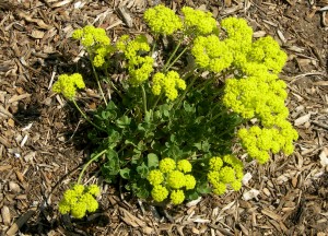 Erigonum umbellatum (Kannah Creek Buckwheat)