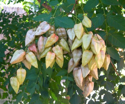 Golden Rain Tree - Seed Pods