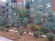 upright Juniper bushes in a Xeriscape planting