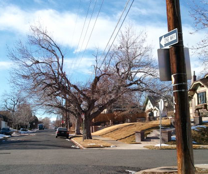 Tree Under Power Lines