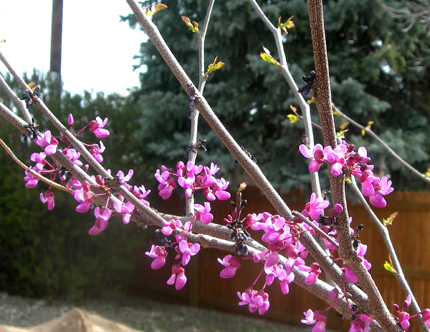Redbud flowers and leaves emerging