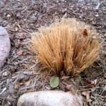 cut-back-grasses-in-spring