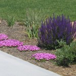 photo of spring landscape