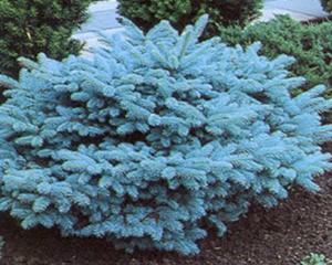 Photo of Blue Globe Spruce