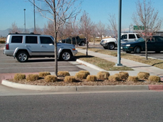 ornamental grasses cut back in winter