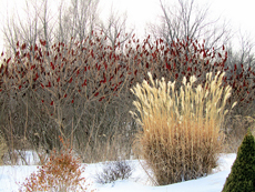 ornamental grasses winter interest