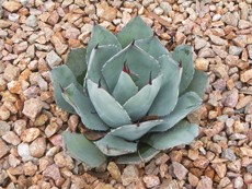 Agave parryi