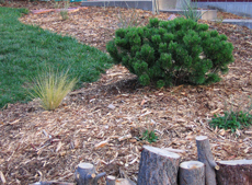 Mugo Pine