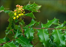 Oregon Grape Holly