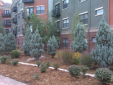 Upright Junipers in Xeriscape