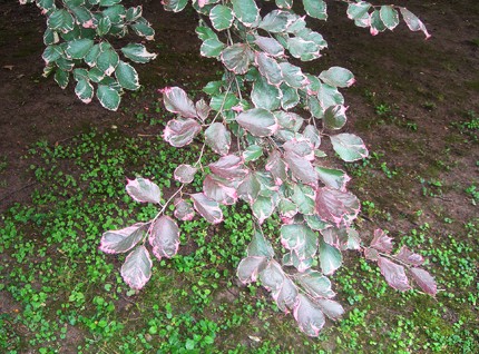 tri color beech tree