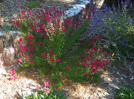 Salvia greggii 'Furman's Red' Sage