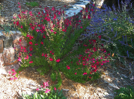 Salvia greggii 'Furman's Red' Sage Salvia greggii 'Furman's Red' Sage