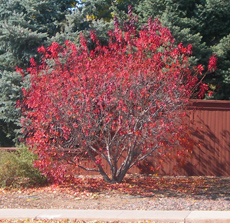 Amur Maple Fall Color