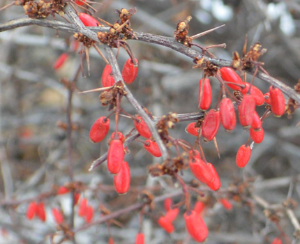 Berberis thunbergii- berries