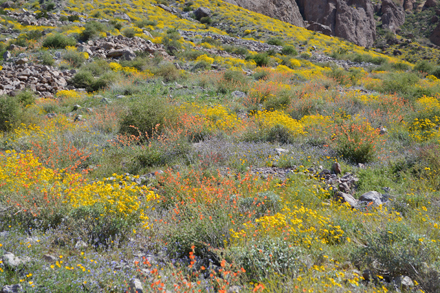 native desert landscaping wildflowers