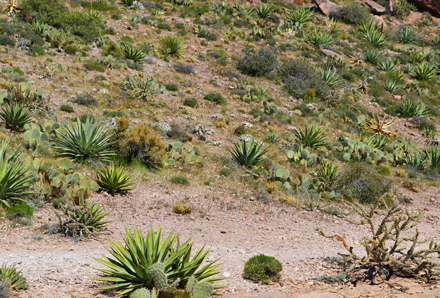 native desert landscaping