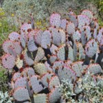 purple prickly pear cactus