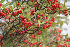 Aronia arbutifolia - Red Choke Berries