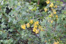 Ribes aureum - Golden Currant