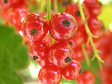 Red Lake Currant