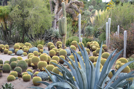 cacti