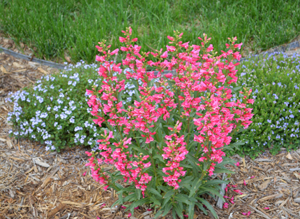 Penstemon