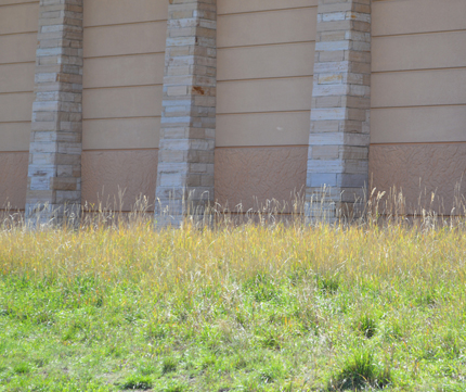 native grass in fall