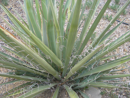 Yucca baccata