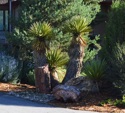 Yucca faxoniana