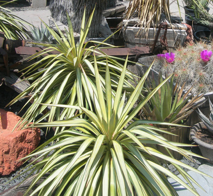 Yucca filamentosa