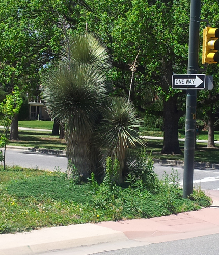 Yucca on Monaco Blvd.