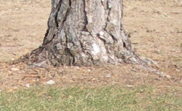 tree in winter